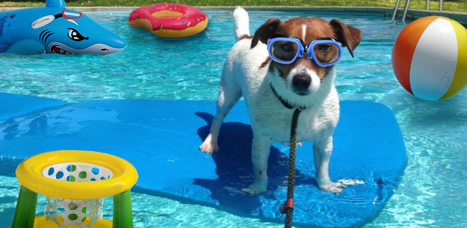 pool safety for your pets
