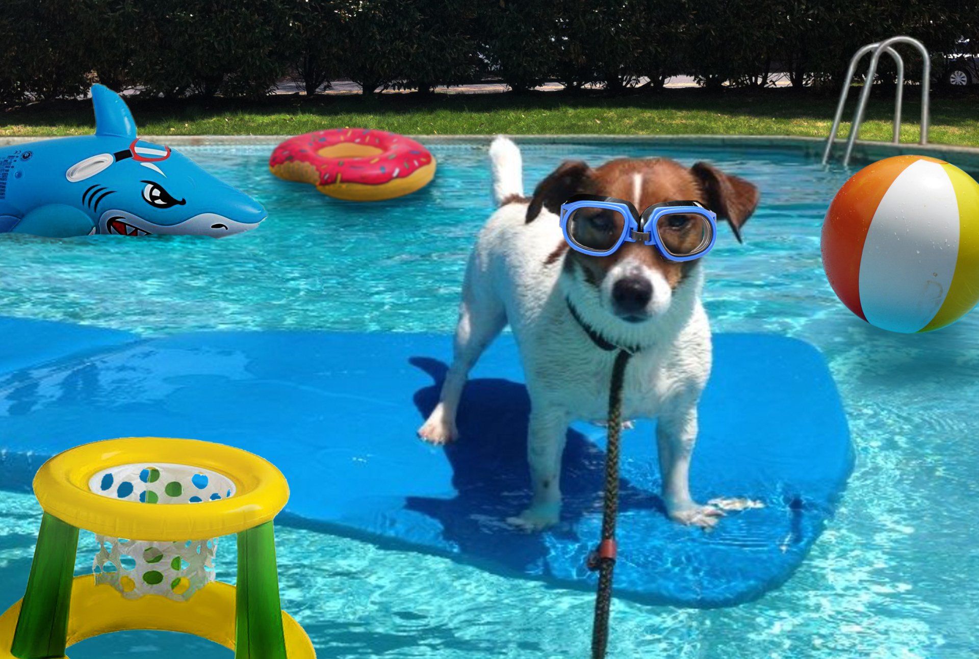 Pool Safety for Pets