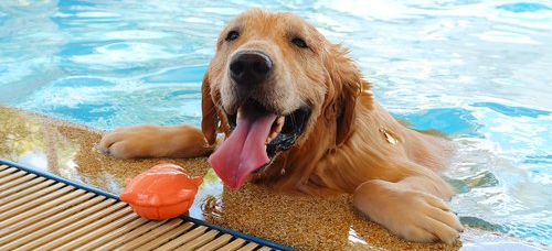 Pool Safety for Pets