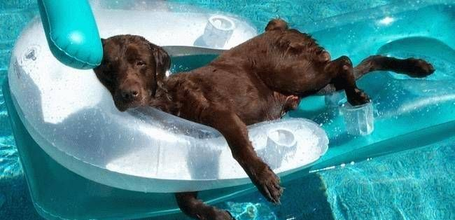 Pool Safety for Your Pets