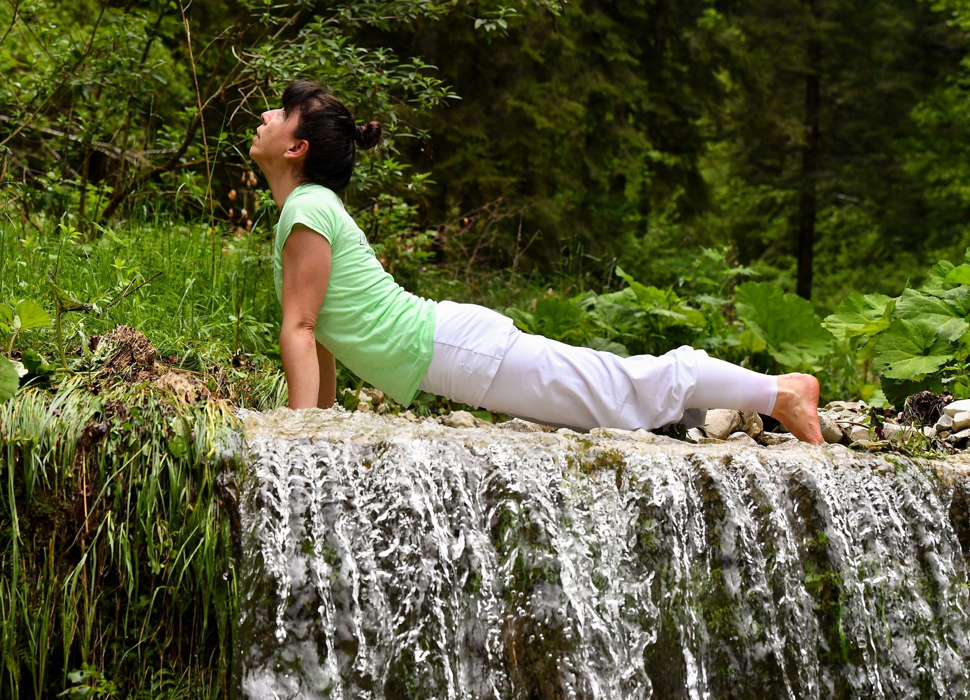 nach oben schauender Hund