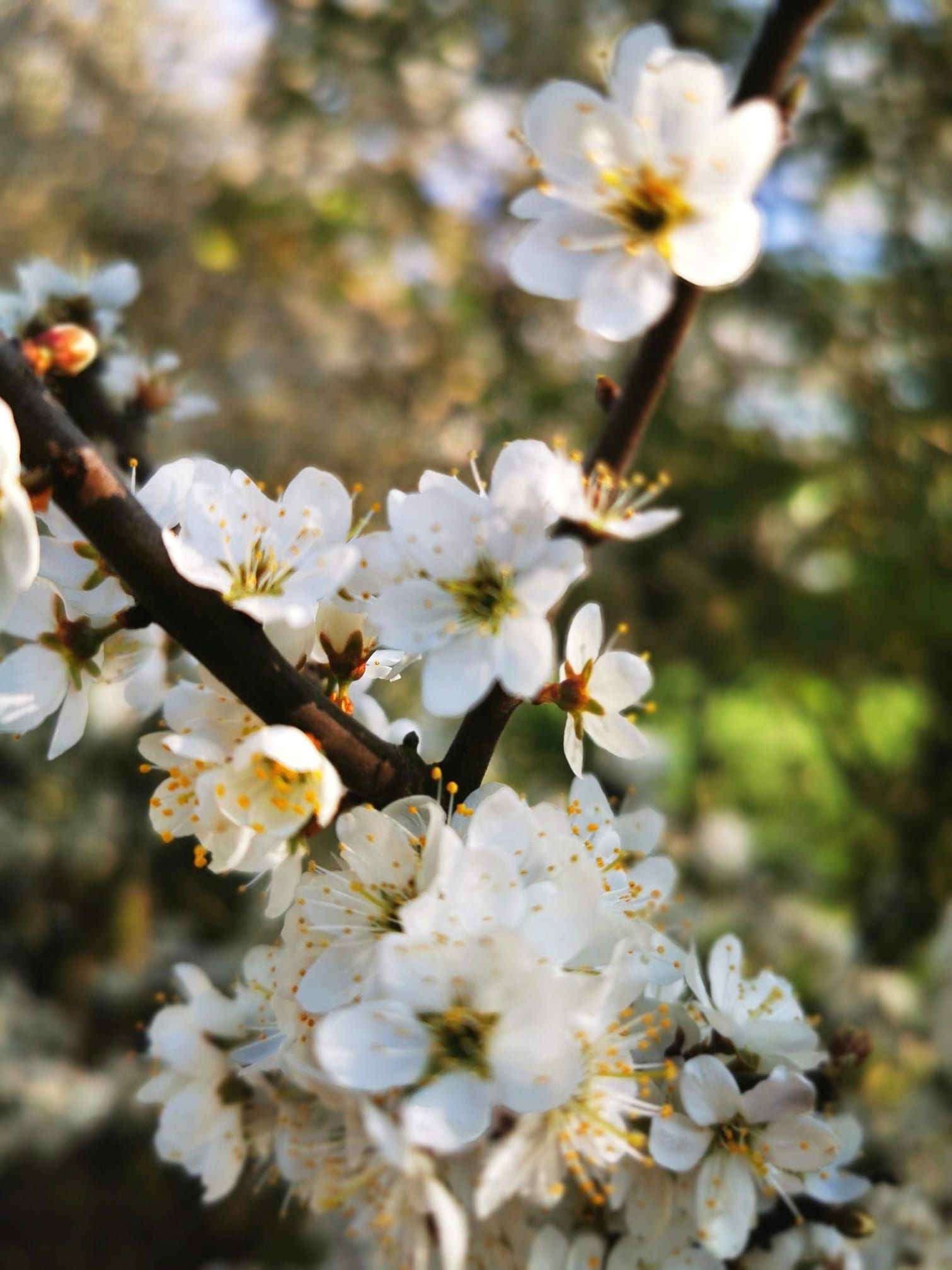 Foto zeigt Kirschblüten