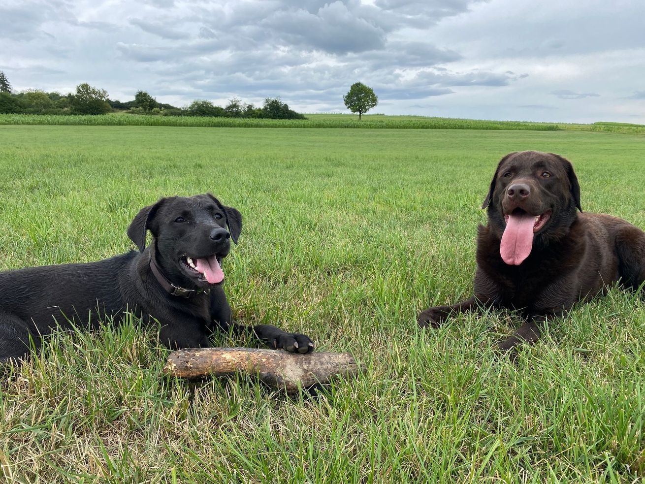 Dog-Walking und Mensch-Hund-Beratung