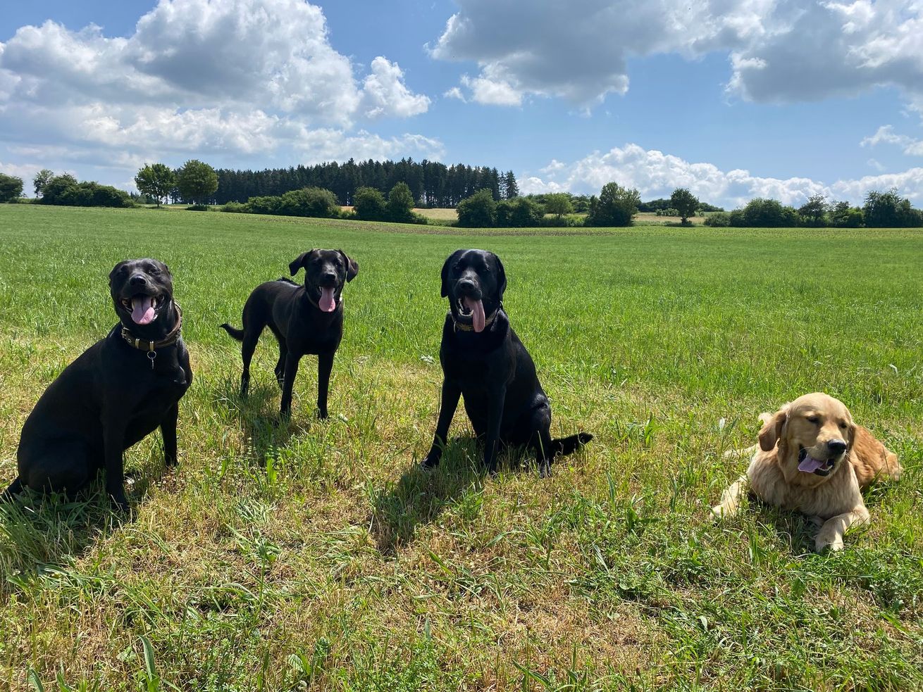 Dog-Walking und Mensch-Hund-Beratung