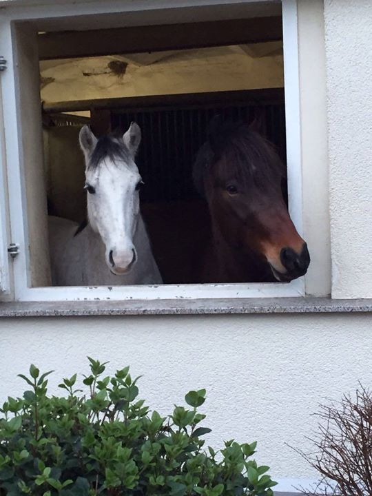 Schulponys Rosa und Ramazotti