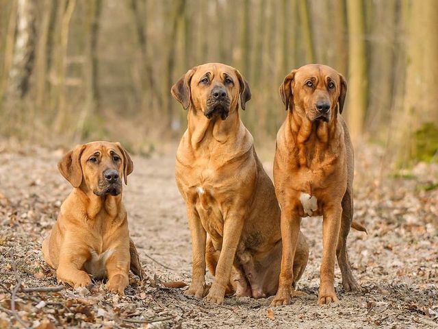 Broholmer Im Ruhrgebiet Und Nordrhein Westfalen