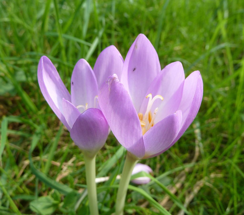 Colchique