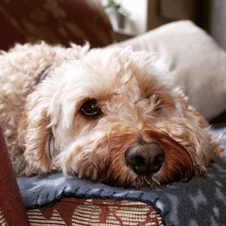 Ozzy the Reading Dog at Brighton Expert Tutors