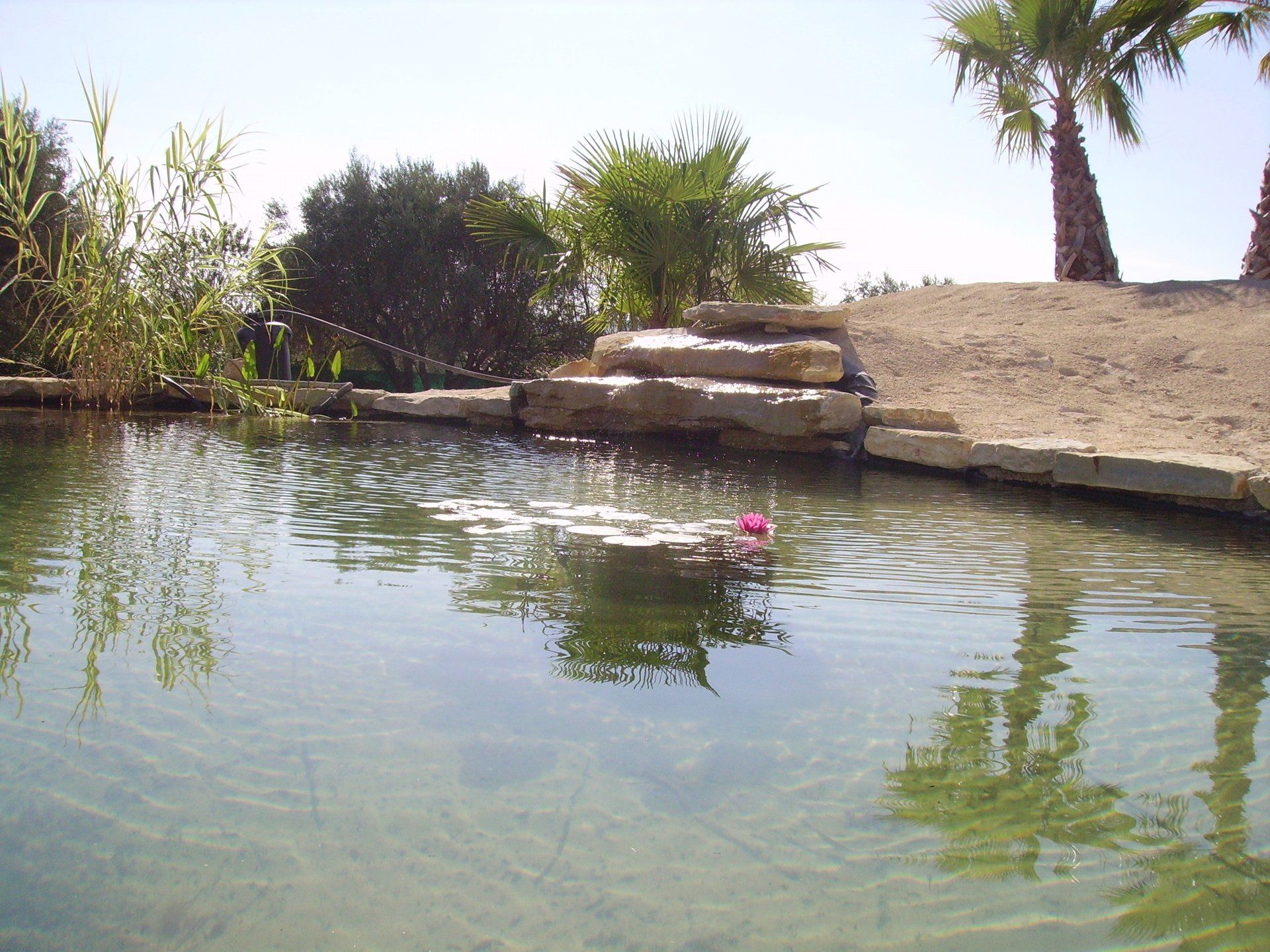 bassin, jardin zen, jardin exotique.....