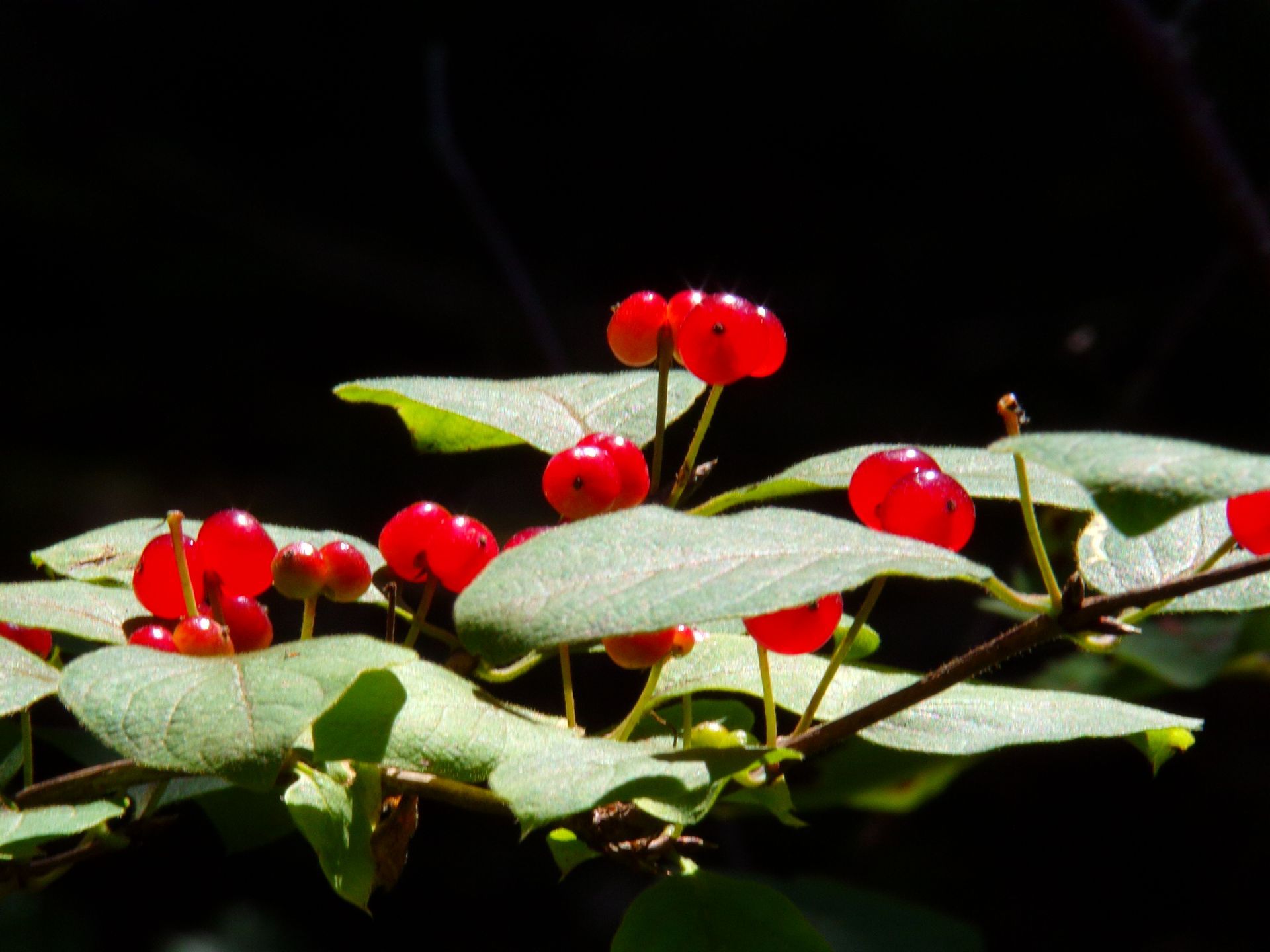 Where The Birds Sing Echowind Music