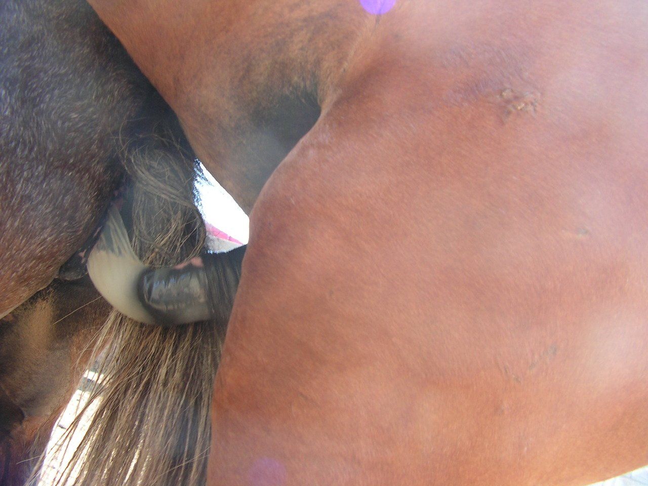 Close up horse mating