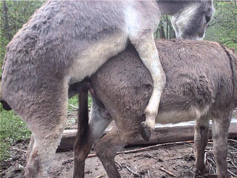 Donkey Mating Pictures.