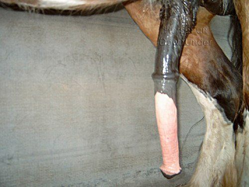 Horse Cock Videos