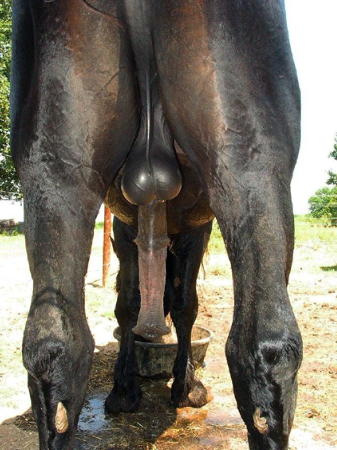 Fun In The Barn Slut Loves Huge Horse Cock