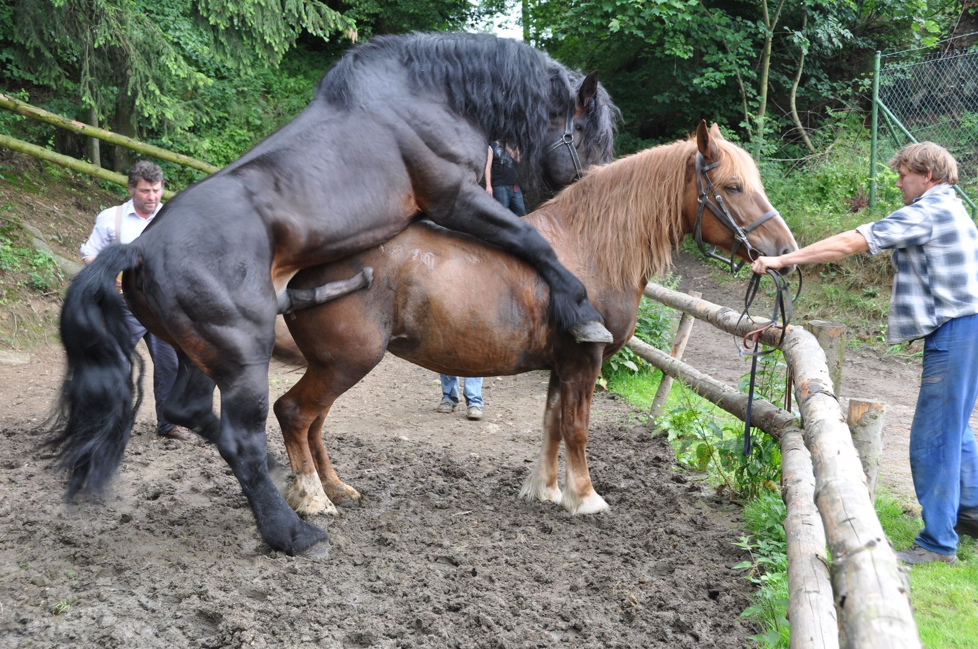 Horse Mating Pictures.