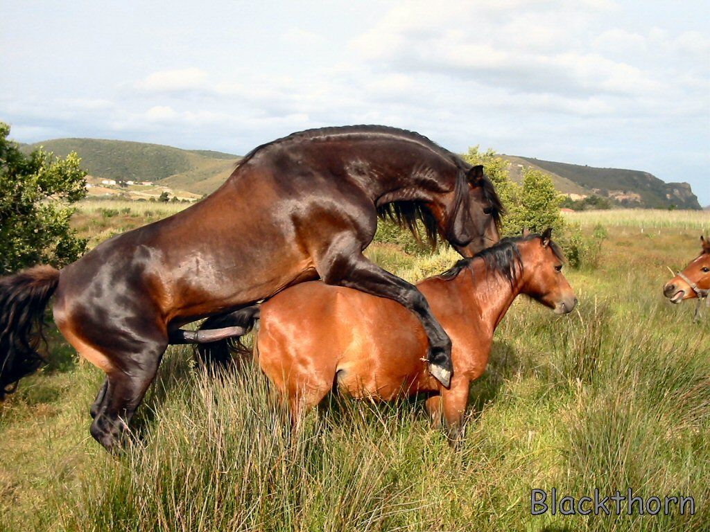 Horse Mating Pictures.