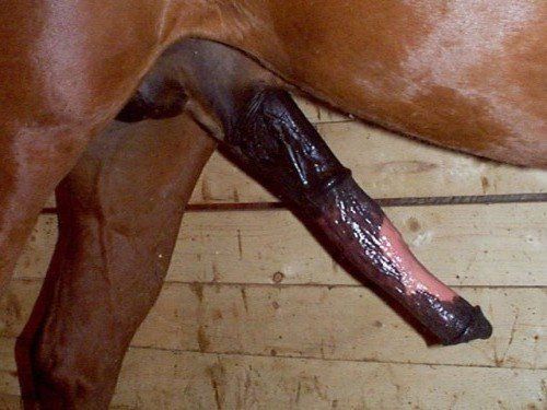 Horsecock Cum