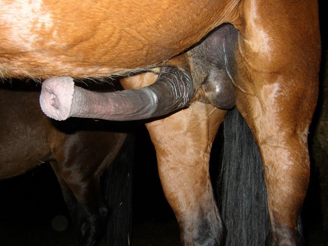 Big horse dick