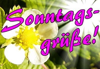 Sonntag grüße zum Sonntag Sprüche: