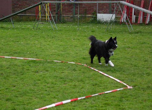 fortgeschrittenes Longieren in Grefrath