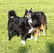 Elo-Hündin und Bordercollie-Rüde kommunizieren in Tönisvorst