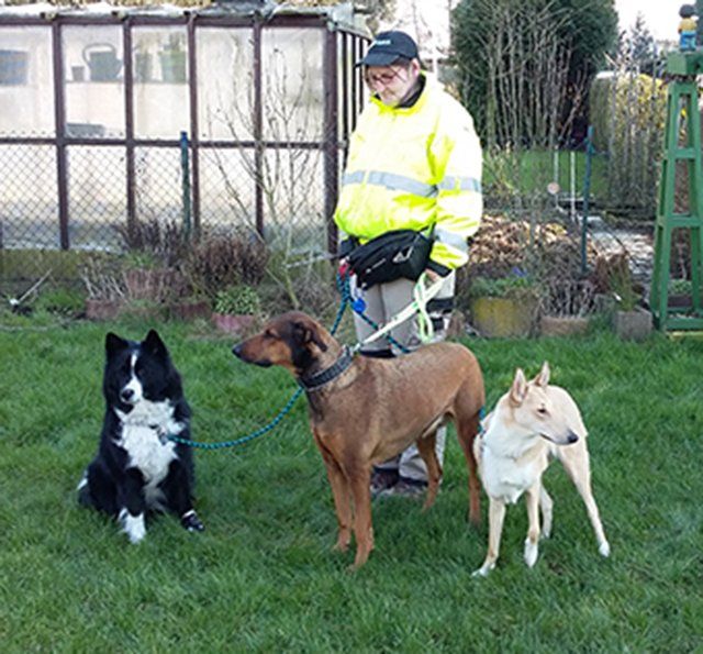 Mehrhundekurs im Außentraining bei Viersen