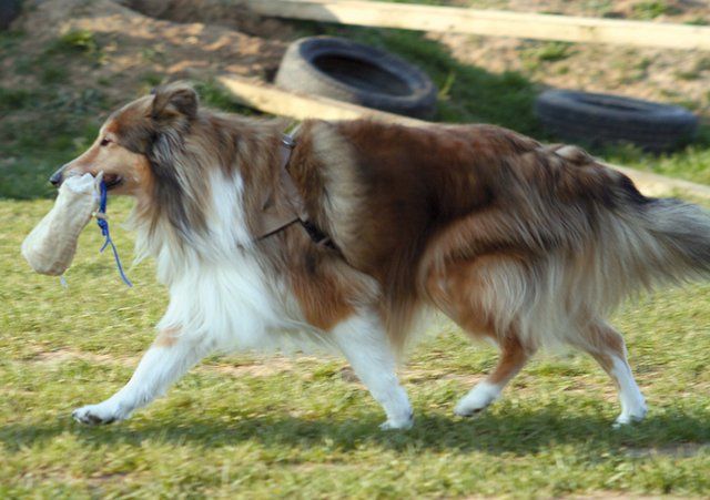 Sandy ein Collie beim Dummy Apportieren