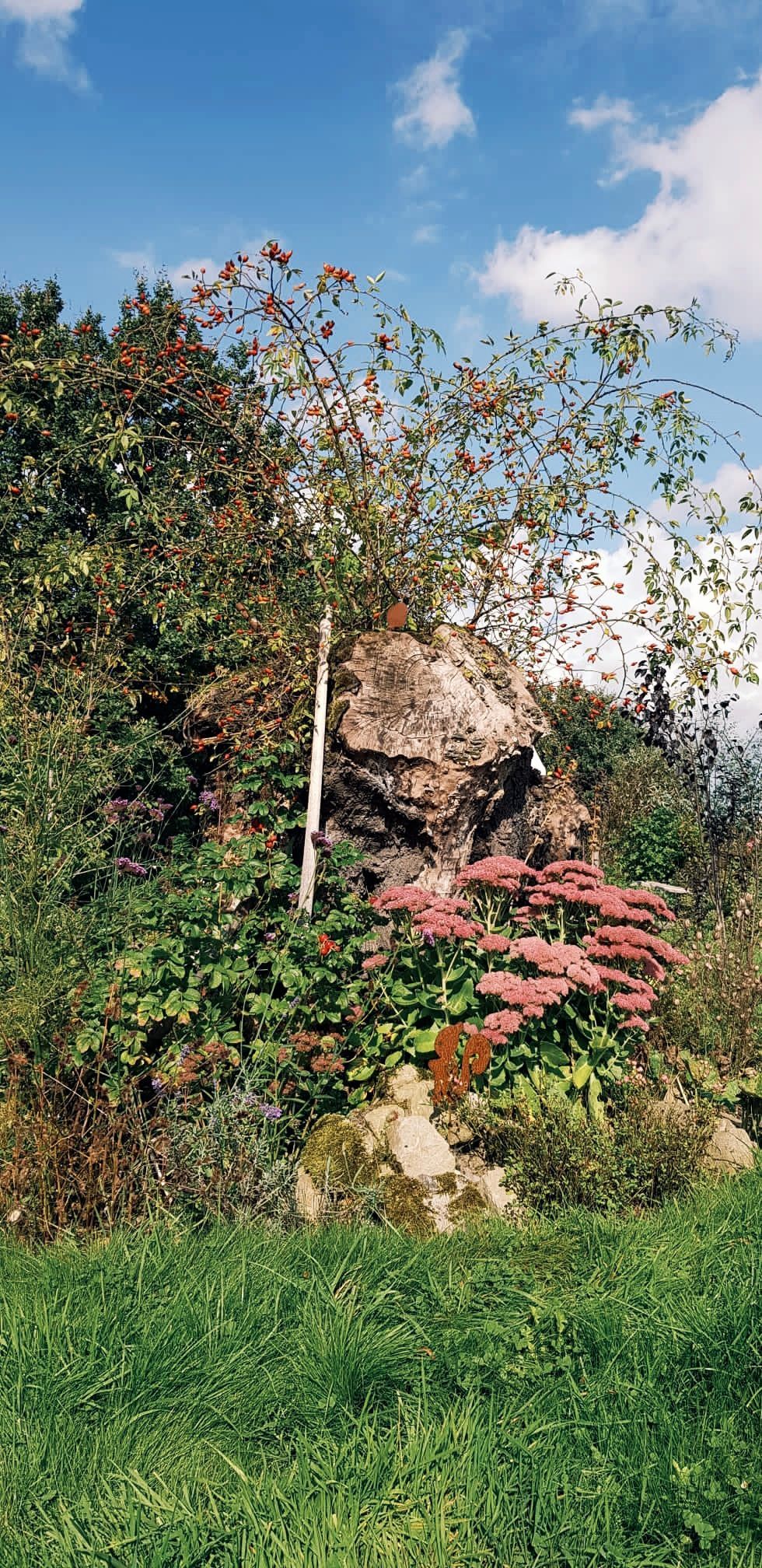 Aus einem Baumstumpf wächst eine Wildrose, viele verschiedene Blumen wachsen um den Baumstumpf.
