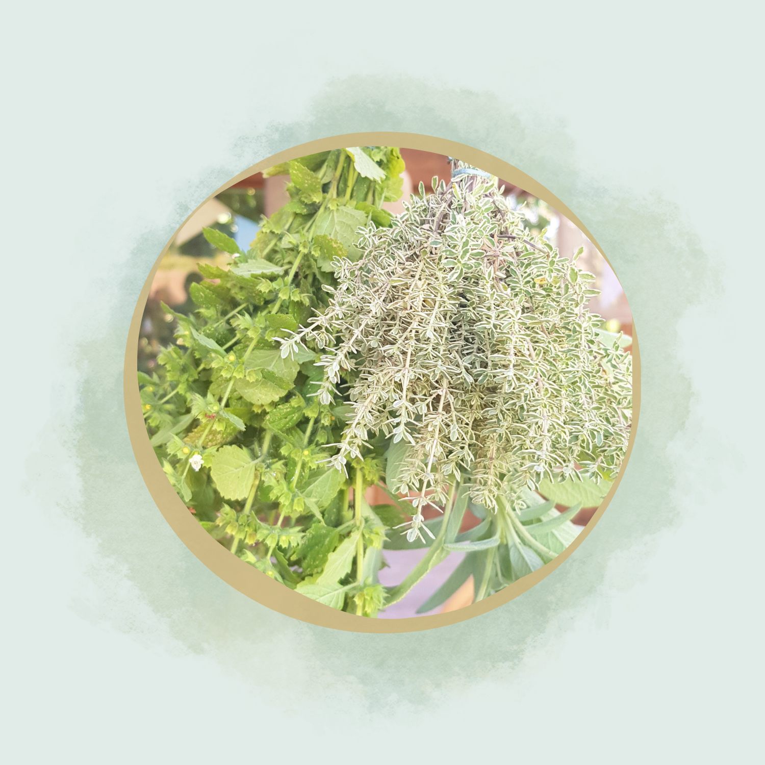  Ein Bund frischer Kräuter, die Julia Pantou zum Räuchern verwendet.