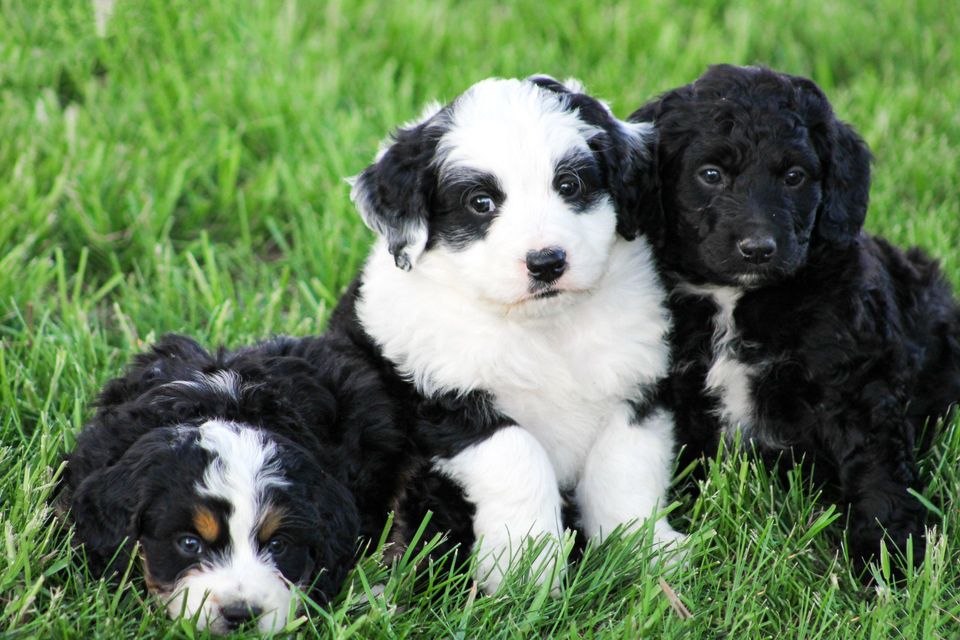 green mountain puppies