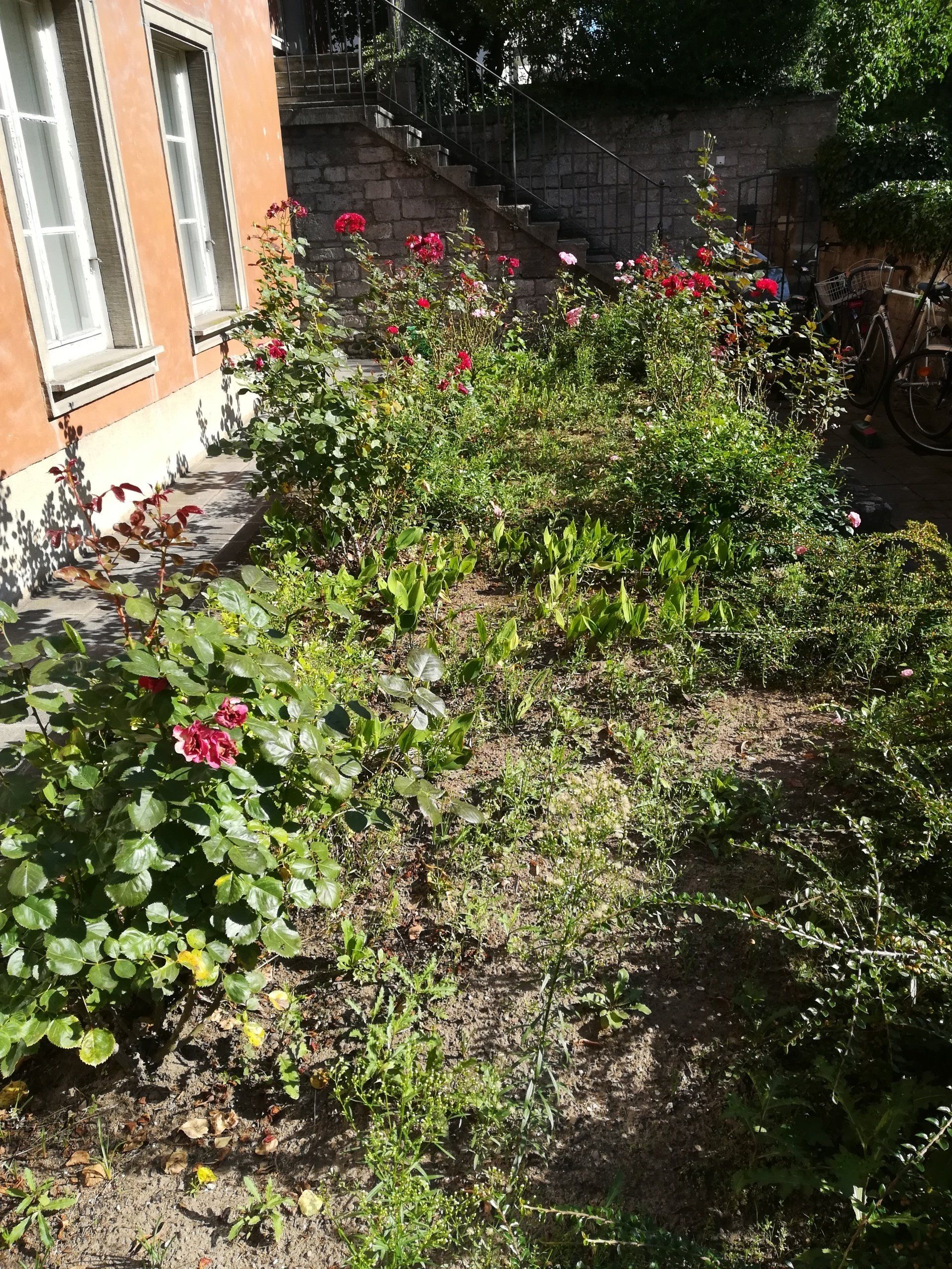 MHDienstleistungen. Würzburg. Ihr Partner für Haus und Garten