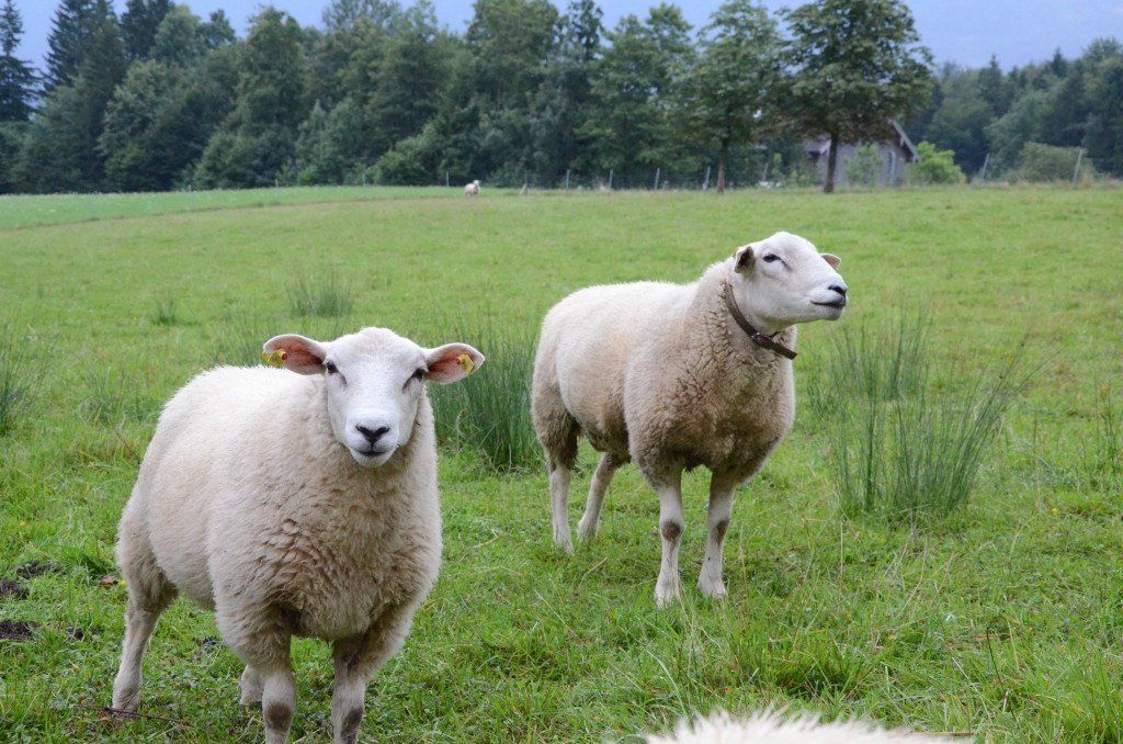 FiSCHERGUT Tiere  am Bauernhof