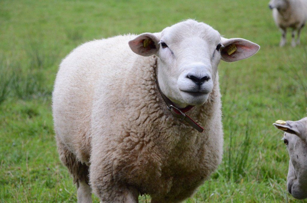 FiSCHERGUT Tiere  am Bauernhof