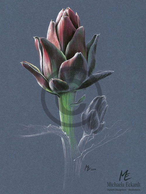 Artischocke, ein Augen- und Gaumenschmaus