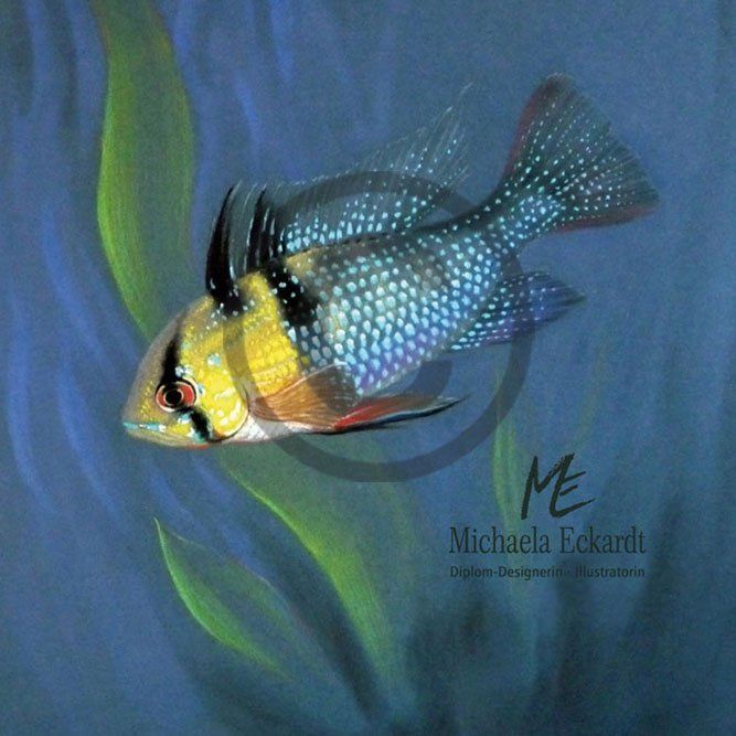 Buntbarsch, schillerndes Juwel im Aquarium