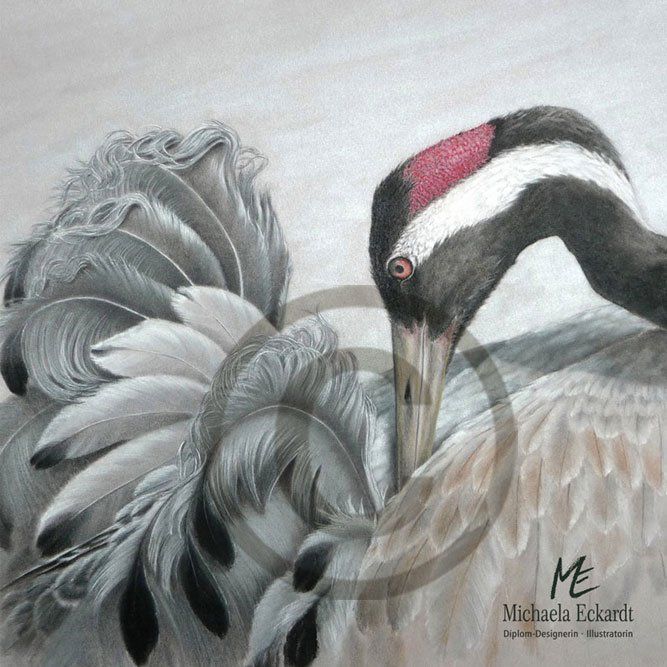 Kranich, elegant und wild, verewigt in vielen Mythen und Geschichten.