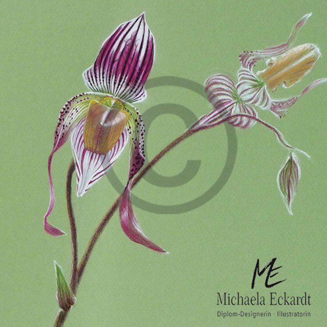 Frauenschuh, heimische Orchideenart