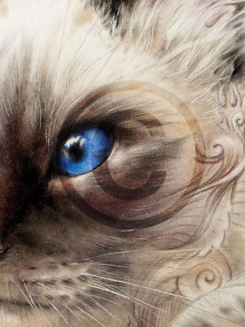 Künstlerisches Tierportrait Birmakatze Detailansicht