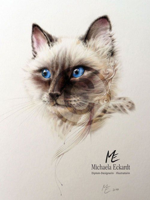 Künstlerisches Tierportrait Birmakatze in Pastell und Farbstift