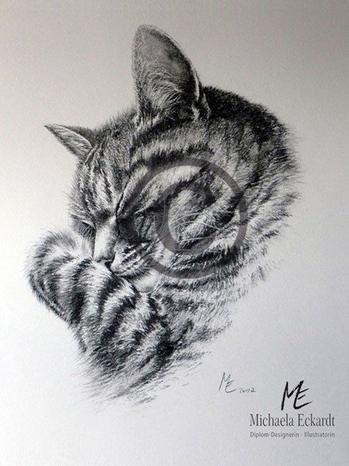 Tierportrait Kater, Kohlezeichnung