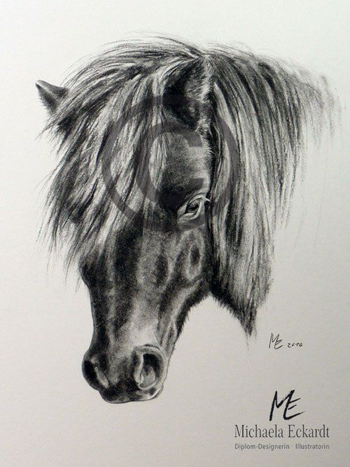 Tierportrait Pony, Kohlezeichnung
