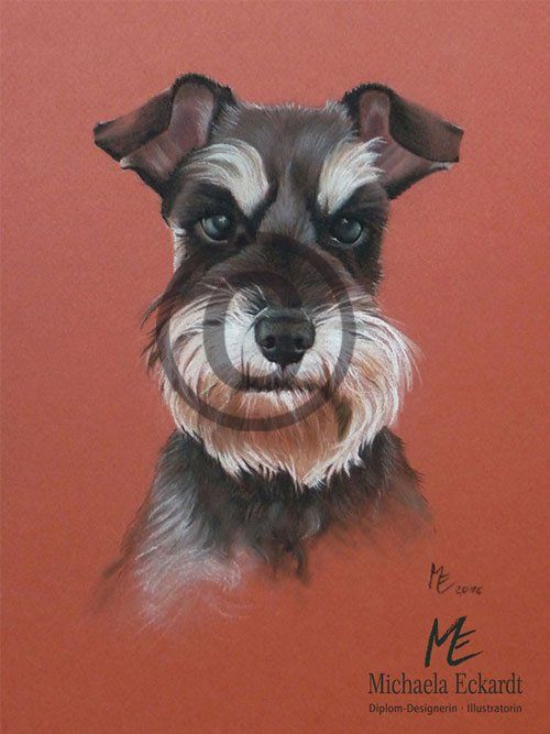 Tierportarit Schnauzer, Pastellzeichnung