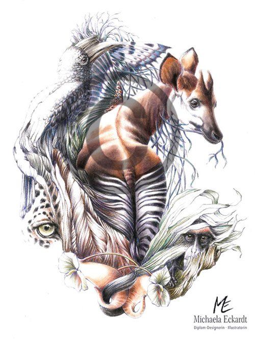 Lebensraum Regenwald Kongo mit Okapi