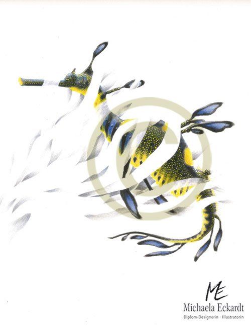 Fetzenfisch oder Seadragon, phantastische und bizzare Wesen