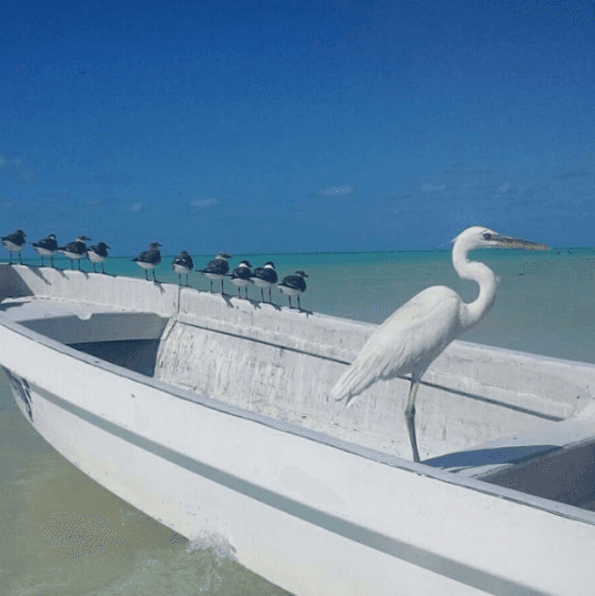 pan casero, bread, homecook, delicoso, dieta, healthyfood, comida sana, rico, lujo, amasar, masa, bollo