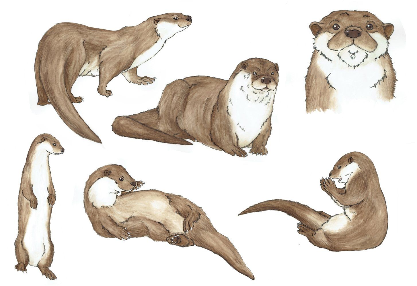 Otter