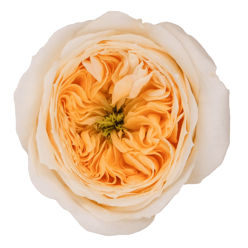 Royal Beauties: Vuvuzela, Angie Romantica, Emma Woodhouse & many more