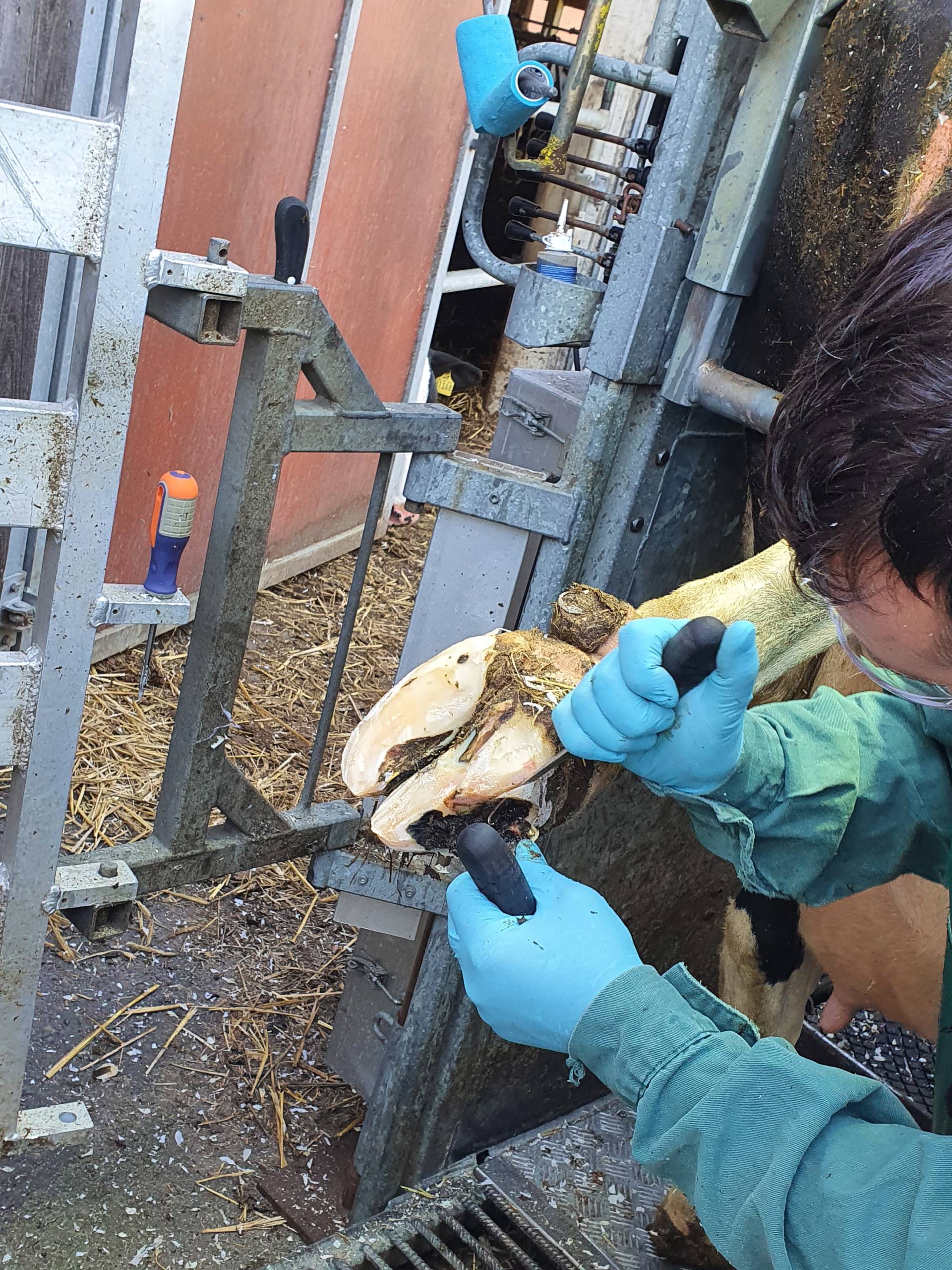 Weitere Klauenbehandlung