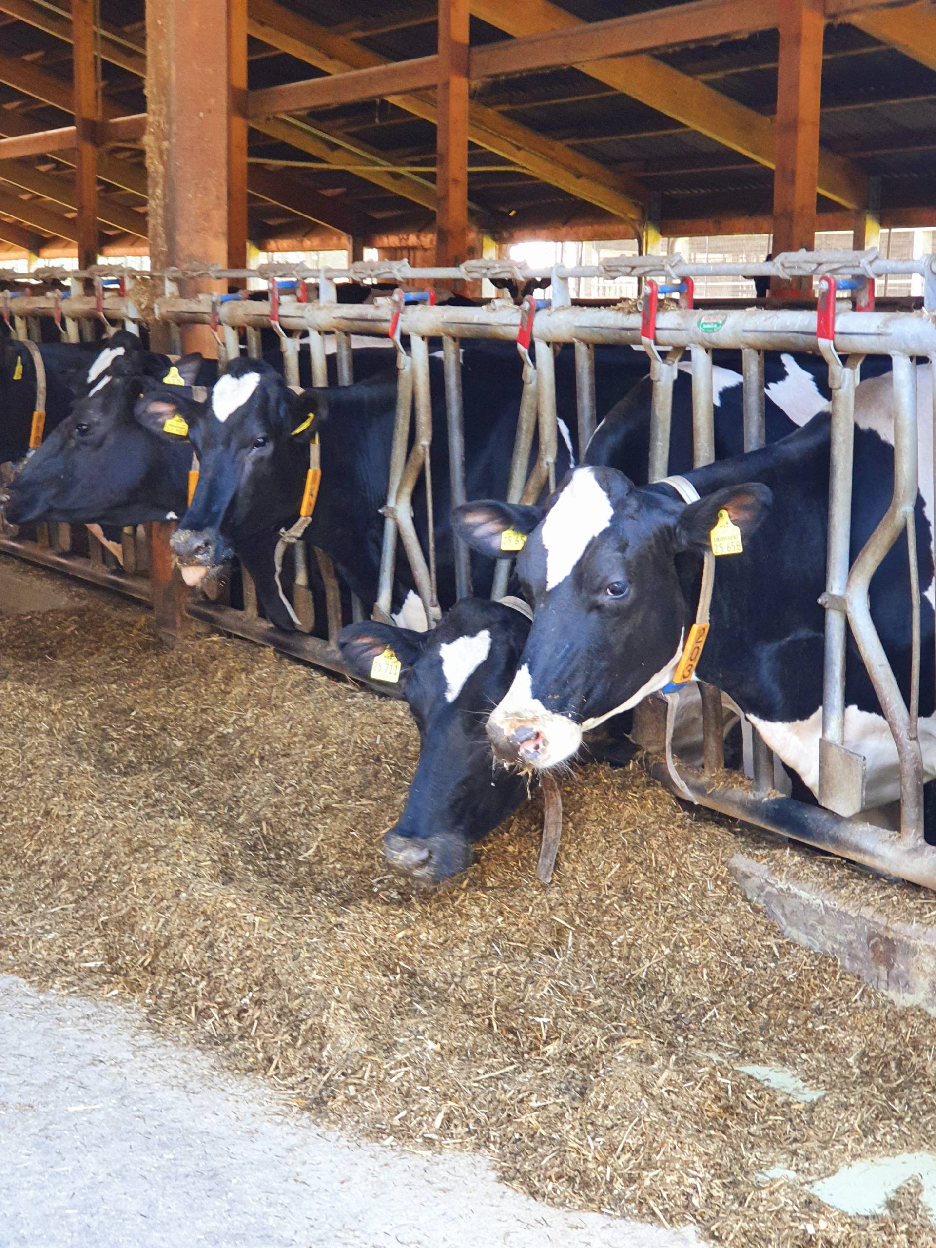 Crew Kibke Klauenpflege