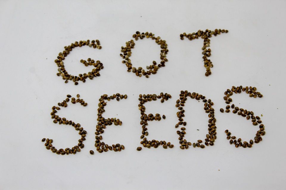 Striped seeds cannabis seeds high thc cbd denver Colorado